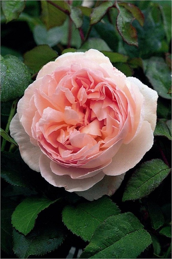 hoa hong dep 1 Thiết kế sân vườn cực đẹp với 5 loại hoa hồng ngoại dễ trồng