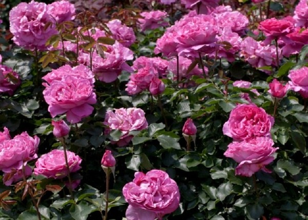 hoa hong dep 10 Thiết kế sân vườn cực đẹp với 5 loại hoa hồng ngoại dễ trồng