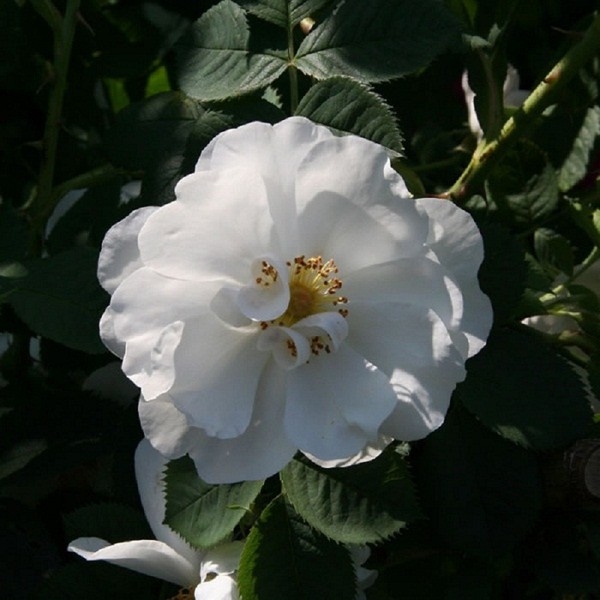hoa hong dep 11 Thiết kế sân vườn cực đẹp với 5 loại hoa hồng ngoại dễ trồng