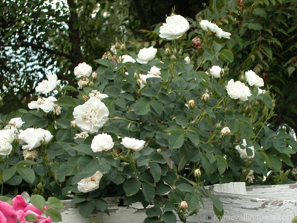 hoa hong dep 13 Thiết kế sân vườn cực đẹp với 5 loại hoa hồng ngoại dễ trồng