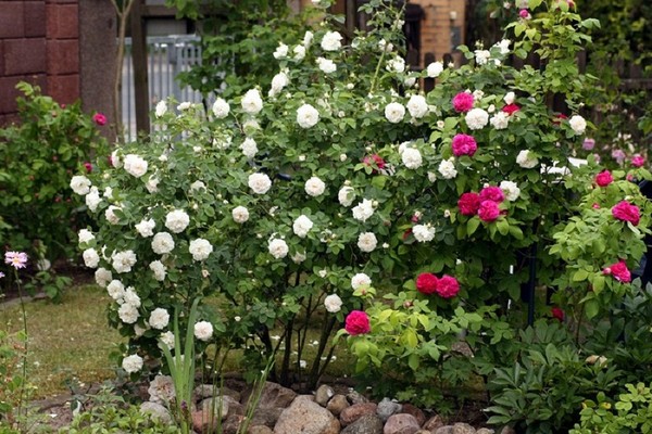 hoa hong dep 14 Thiết kế sân vườn cực đẹp với 5 loại hoa hồng ngoại dễ trồng