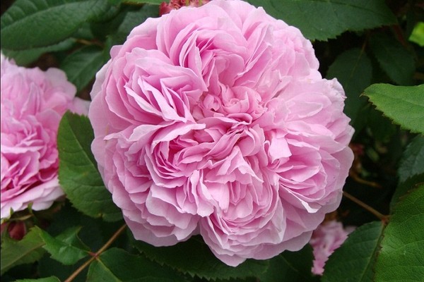 hoa hong dep 18 Thiết kế sân vườn cực đẹp với 5 loại hoa hồng ngoại dễ trồng