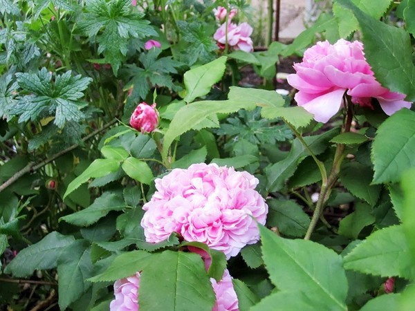  Thiết kế sân vườn cực đẹp với 5 loại hoa hồng ngoại dễ trồng