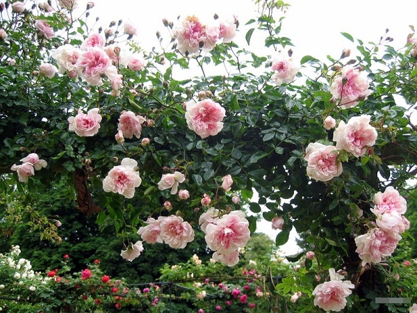 hoa hong dep 19 Thiết kế sân vườn cực đẹp với 5 loại hoa hồng ngoại dễ trồng
