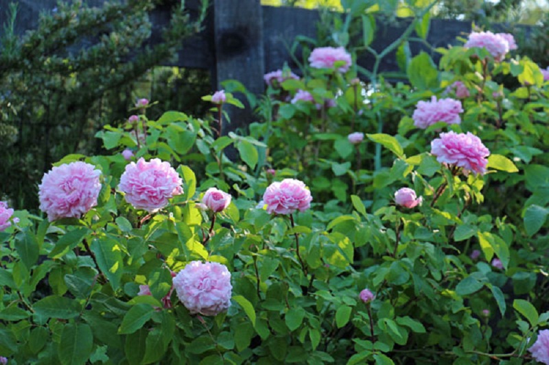 hoa hong dep 20 Thiết kế sân vườn cực đẹp với 5 loại hoa hồng ngoại dễ trồng