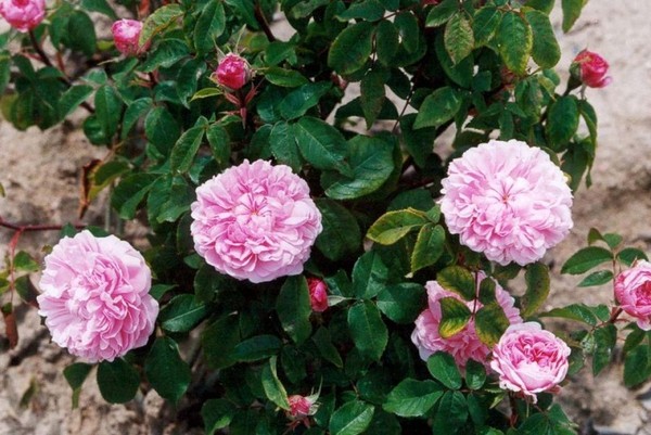 hoa hong dep 21 Thiết kế sân vườn cực đẹp với 5 loại hoa hồng ngoại dễ trồng