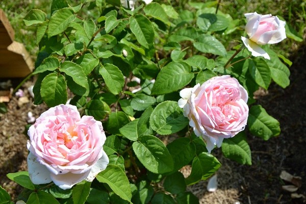 hoa hong dep 3 Thiết kế sân vườn cực đẹp với 5 loại hoa hồng ngoại dễ trồng