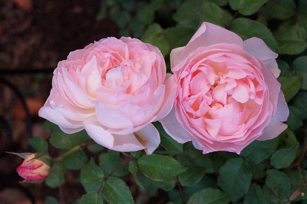 hoa hong dep 4 Thiết kế sân vườn cực đẹp với 5 loại hoa hồng ngoại dễ trồng