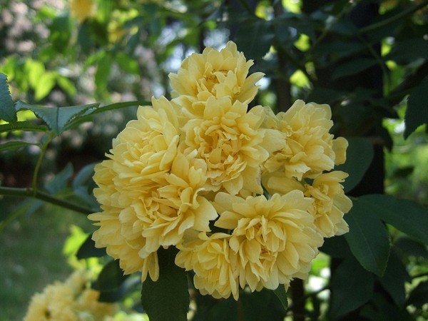  Thiết kế sân vườn cực đẹp với 5 loại hoa hồng ngoại dễ trồng