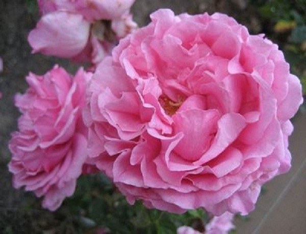 hoa hong dep 9 Thiết kế sân vườn cực đẹp với 5 loại hoa hồng ngoại dễ trồng