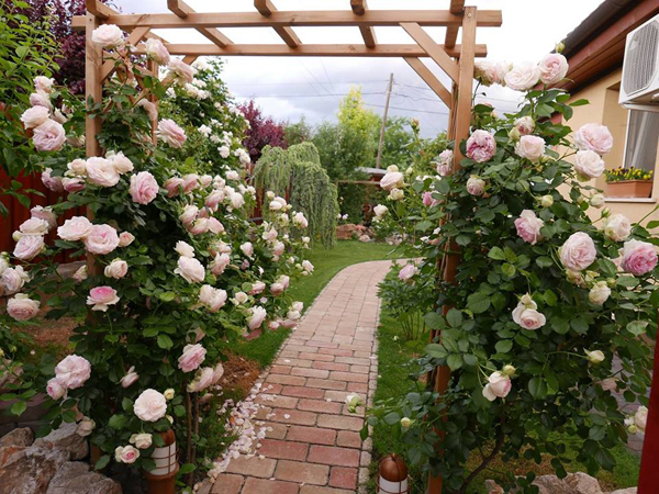 photo 1 1477013770180 Ngắm nhìn vườn hồng cổ tích mẹ Việt ở Hungary dành 22 năm gầy dựng