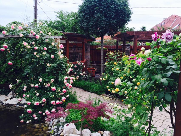 photo 2 1477013770181 Ngắm nhìn vườn hồng cổ tích mẹ Việt ở Hungary dành 22 năm gầy dựng