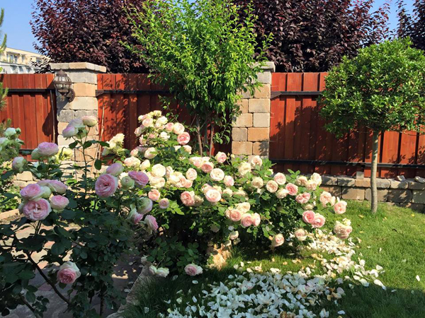 photo 4 1477013770183 Ngắm nhìn vườn hồng cổ tích mẹ Việt ở Hungary dành 22 năm gầy dựng