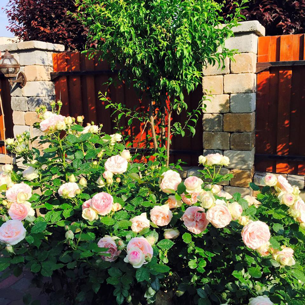 photo 6 1477013770188 Ngắm nhìn vườn hồng cổ tích mẹ Việt ở Hungary dành 22 năm gầy dựng