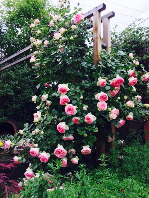 photo 7 1477013770187 Ngắm nhìn vườn hồng cổ tích mẹ Việt ở Hungary dành 22 năm gầy dựng